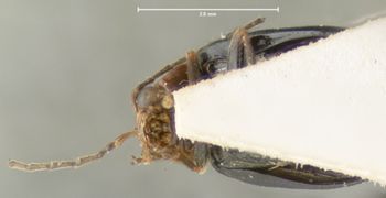Media type: image; Entomology 18442   Aspect: habitus ventral view